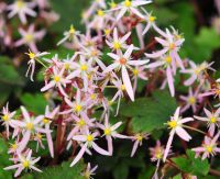 Soft pink flowers and bronze foliage